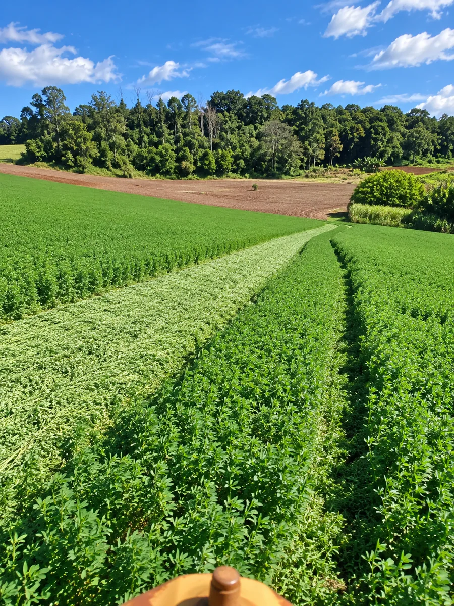Área de cultivo de alfafa da Alfafa Colinas