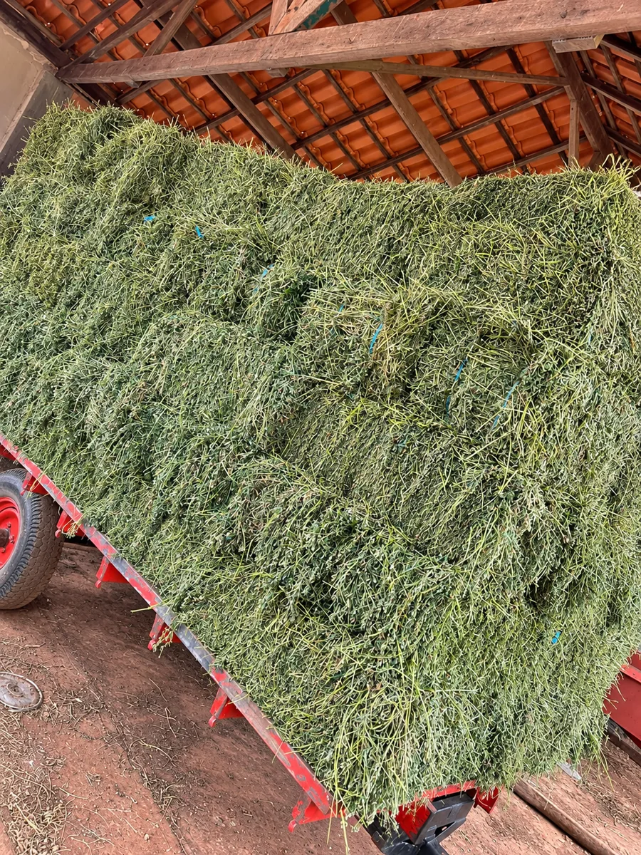 Alfafa preparada em fardos